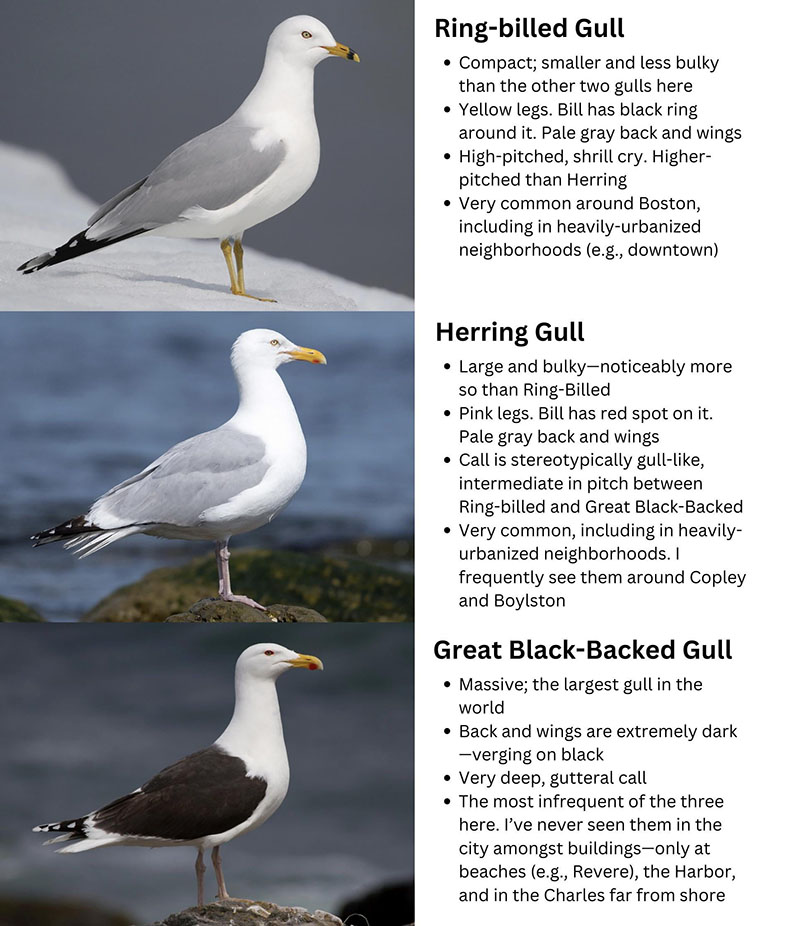 A guide on how to identify different seagull species common to the Boston area.